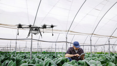 Drohne fliegt in einem Gewächshaus