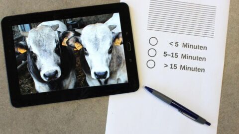 Tablet mit Bild von Kühen und ein Fragebogen liegen auf einem Tisch